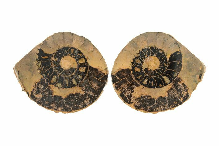 Sliced, Iron Replaced Fossil Ammonite - Morocco #269500